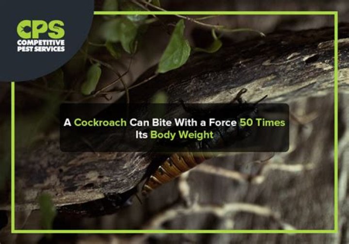 A Cockroach Can Bite With a Force 50 Times Its Body Weight Science