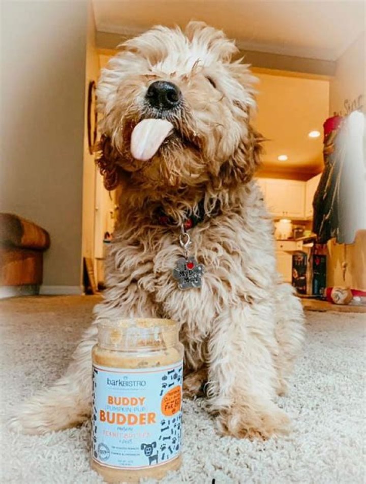 Butter dog r/okbuddyxander