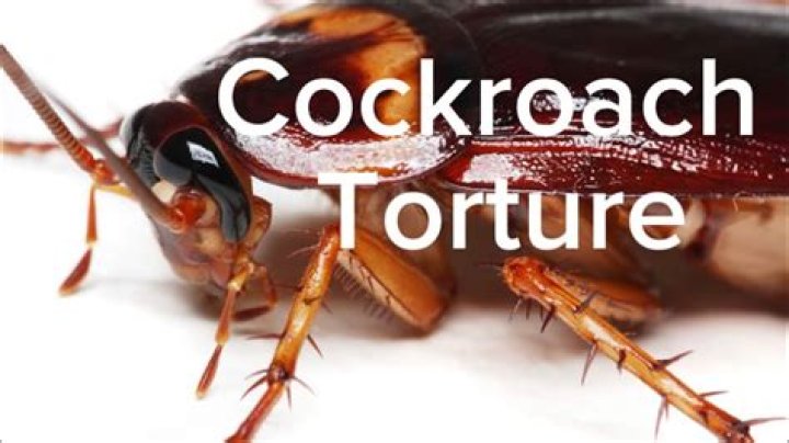 Cockroach Torture YouTube