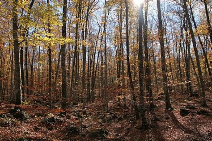 Indian summer Wikipedia