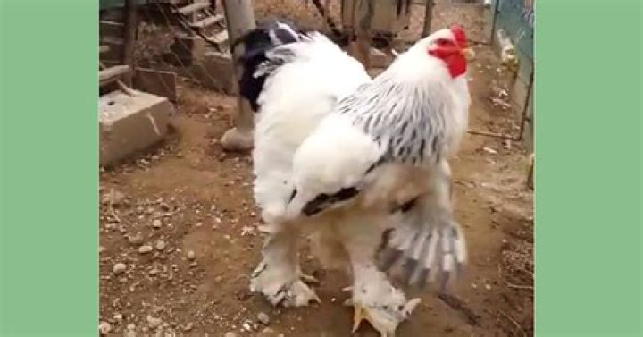 This giant chicken is ruffling feathers all over the